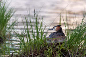 Haubentaucher (Podiceps cristatus) auf seinem Nest Haubentaucher (Podiceps cristatus) auf seinem Nest